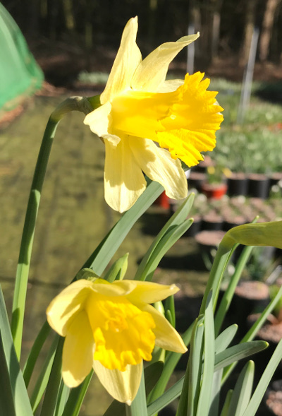 Narcissus pseudonarcissus 'Lobularis'
